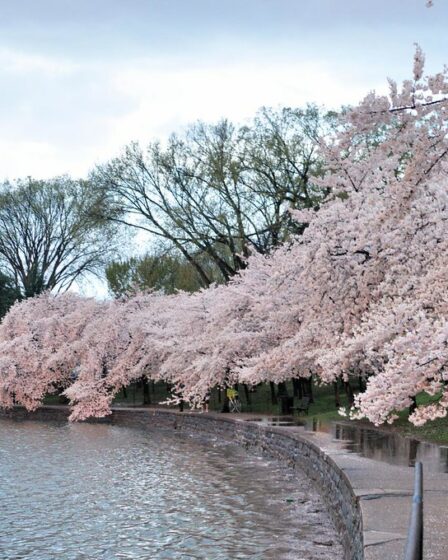 2012 Cherry Blossom Fest