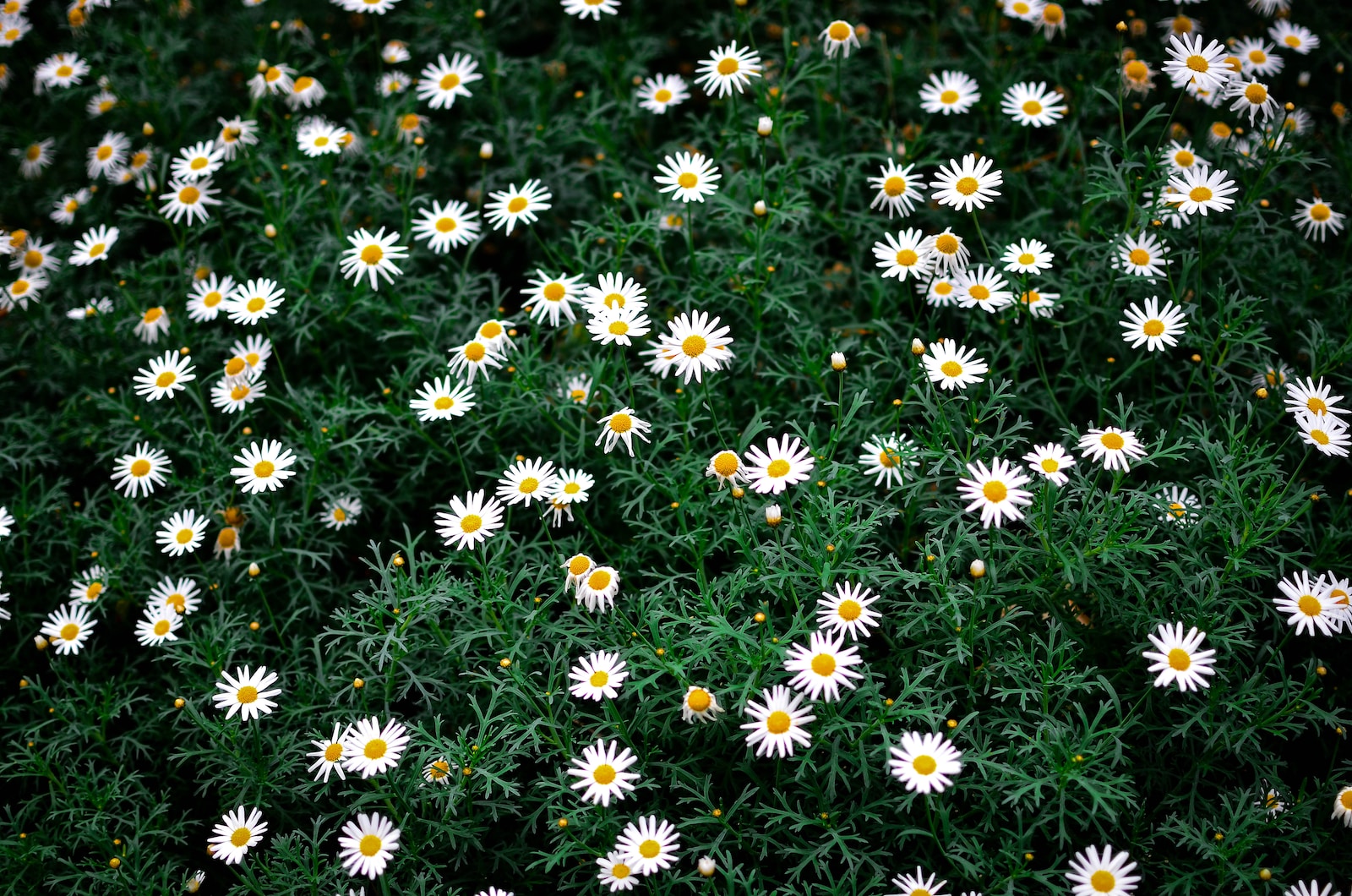 a field of white and yellow flowers