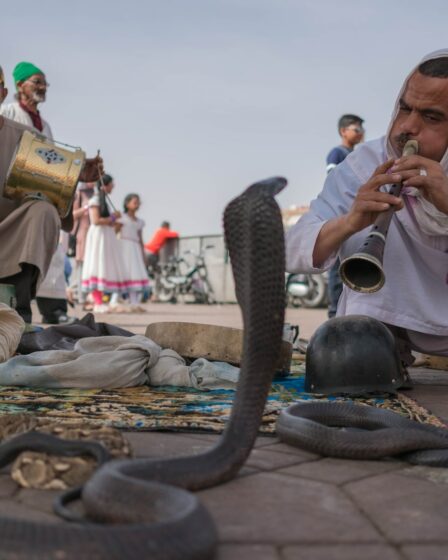 man playing flute in front cobras