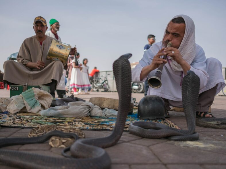 man playing flute in front cobras